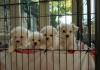 Puppies for sale Netherlands, Geldrop Maltese