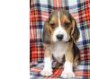 Puppies for sale Netherlands, Harlem Beagle