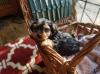 Puppies for sale Malta, Valletta Yorkshire Terrier