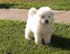 Puppies for sale Netherlands, Rotterdam Samoyed dog (Samoyed)