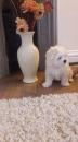 Puppies for sale Germany, Hannover Maltese