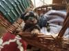 Puppies for sale Netherlands, Amsterdam Yorkshire Terrier