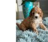 Puppies for sale Netherlands, Geldrop , Cavapoo