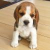 Puppies for sale Canada, Alberta Beagle