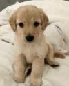 Puppies for sale Netherlands, Dordrecht Golden Retriever