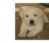 Puppies for sale Netherlands, Rotterdam Labrador Retriever