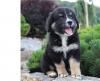 Puppies for sale Netherlands, Oldebroek Bernese Mountain Dog