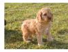 Puppies for sale Spain, Barcelona , Cockapoo