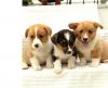 Puppies for sale Netherlands, Arnhem , Pembroke Welsh Corgi