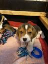 Puppies for sale Finland, Lahti Beagle