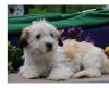 Puppies for sale Netherlands, Groningen Lhasa Apso
