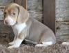 Puppies for sale France, Paris Beagle