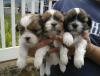 Puppies for sale Netherlands, Eindhoven Shih Tzu