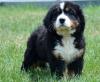 Puppies for sale Spain, Madrid Bernese Mountain Dog