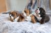 Puppies for sale Spain, Madrid English Bulldog