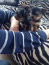 Puppies for sale Netherlands, NEC Yorkshire Terrier