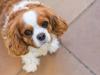 Puppies for sale Germany, Dusseldorf Other breed
