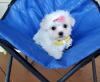 Puppies for sale Sweden, Goteborg Maltese