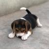 Puppies for sale Germany, Essen Beagle