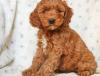 Puppies for sale Spain, Valencia , Cockapoo