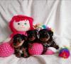 Puppies for sale Poland, Plock Yorkshire Terrier
