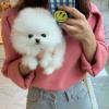 Puppies for sale Spain, Guadalajara Pomeranian Spitz