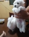 Puppies for sale Spain, Madrid Maltese
