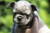 Продам щенка Slovenia, Belgrade French Bulldog