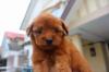 Puppies for sale Slovakia, Bridge Toy-poodle