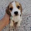 Puppies for sale Denmark, Kopenagen Beagle