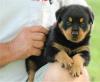 Puppies for sale Spain, Guadalajara Rottweiler