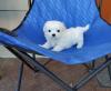 Puppies for sale Finland, Turks Maltese