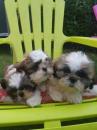 Puppies for sale Spain, Badalona Shih Tzu