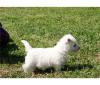 Puppies for sale Spain, Barcelona West Highland White Terrier