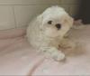 Puppies for sale Sweden, Lulea Maltese
