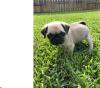 Puppies for sale Spain, Barcelona Pug