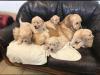 Puppies for sale Greece, Larissa Golden Retriever