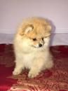 Puppies for sale Spain, Oviedo Pomeranian Spitz