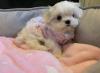 Puppies for sale Cyprus, Larnaca Maltese