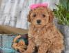 Puppies for sale Spain, Madrid , Cockapoo