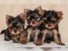 Puppies for sale Cyprus, Protaras Yorkshire Terrier