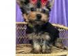 Puppies for sale Spain, Barcelona Yorkshire Terrier