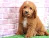 Puppies for sale Spain, Valencia , Cockapoo