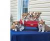Puppies for sale Spain, Barcelona , Welsh Corgi Pembroke