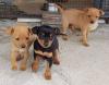 Puppies for sale Hungary, Budapest Miniature Pinscher