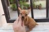 Puppies for sale Netherlands, Amsterdam Chihuahua