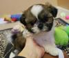 Puppies for sale Bulgaria, Pleven Shih Tzu