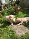 Puppies for sale Germany, Dortmund Golden Retriever