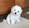 Puppies for sale Canada, Manitoba Maltese