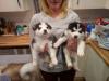 Puppies for sale Bulgaria, Dobrich , Siberian Husky